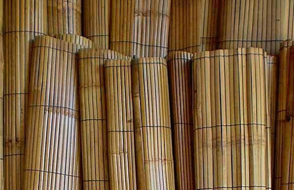Pohon Bambu  Apus Tanaman Multifungsi Jual  Bambu  di  Jogja