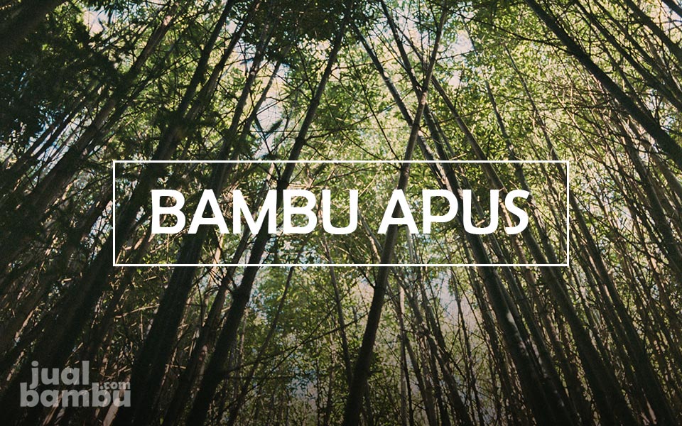 Jual Bambu Apus Jogja